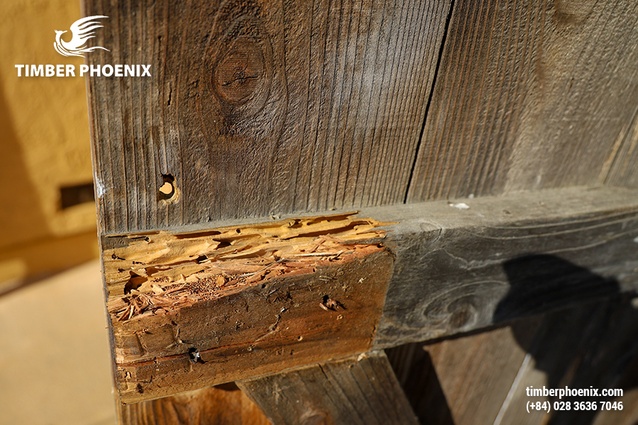 Nhiệt độ gây hại cho gỗ là gì? Khái niệm, ảnh hưởng và biện pháp khắc phục.