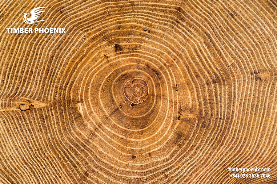 Cấu trúc gỗ là gì? Đặc điểm, vai trò và cách bảo vệ.