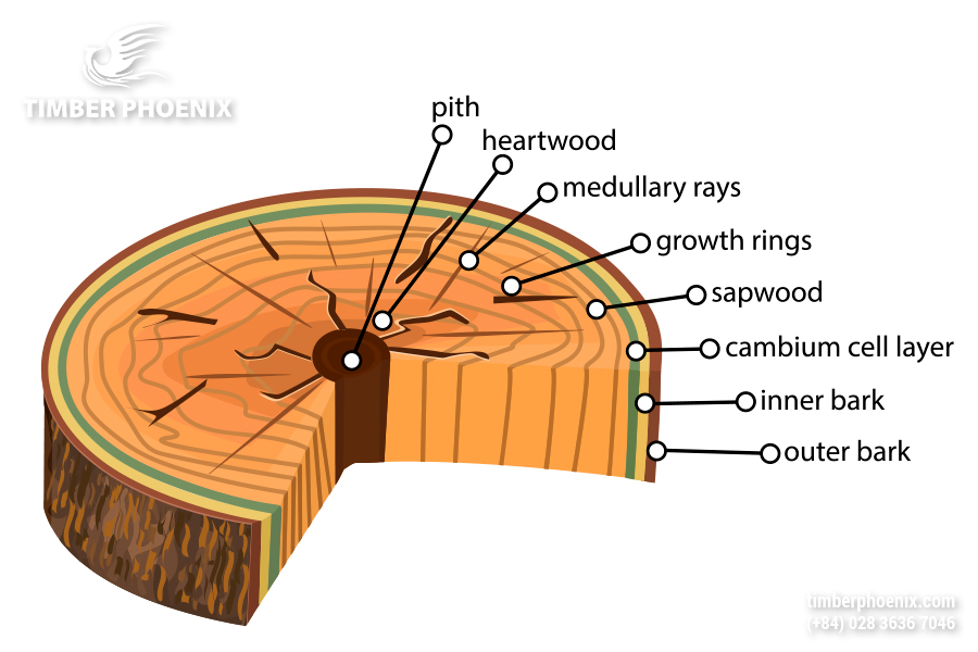 Cấu trúc gỗ là gì? Đặc điểm, vai trò và cách bảo vệ.