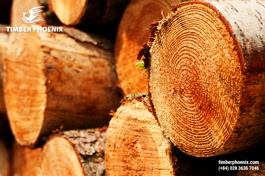 Chuẩn bị gỗ là gì? Vai trò và tiêu chí khi chuẩn bị gỗ.