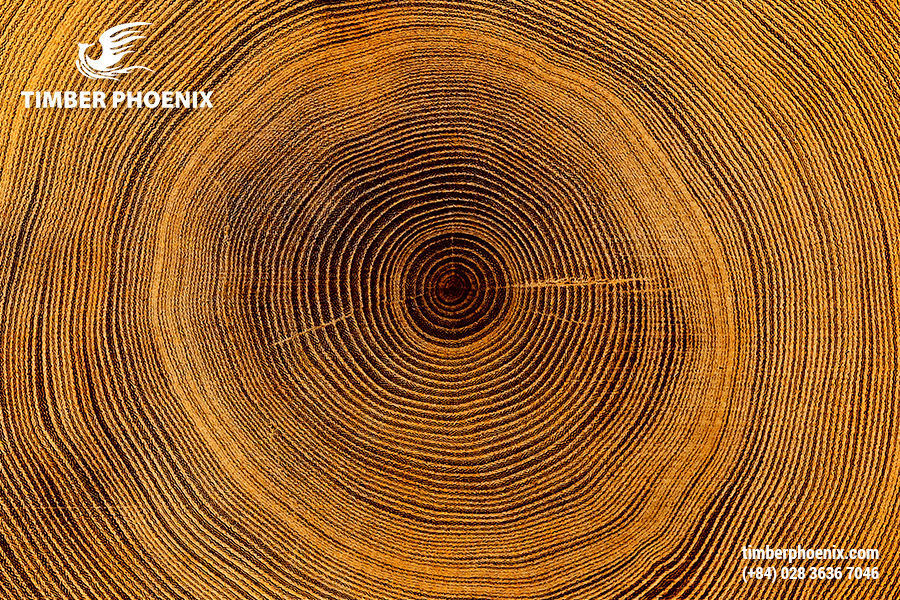 Những kinh nghiệm giúp lựa chọn loại gỗ phù hợp.