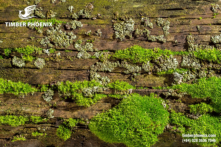 Tại sao gỗ bị biến dạng? Nguyên nhân và cách xử lý.