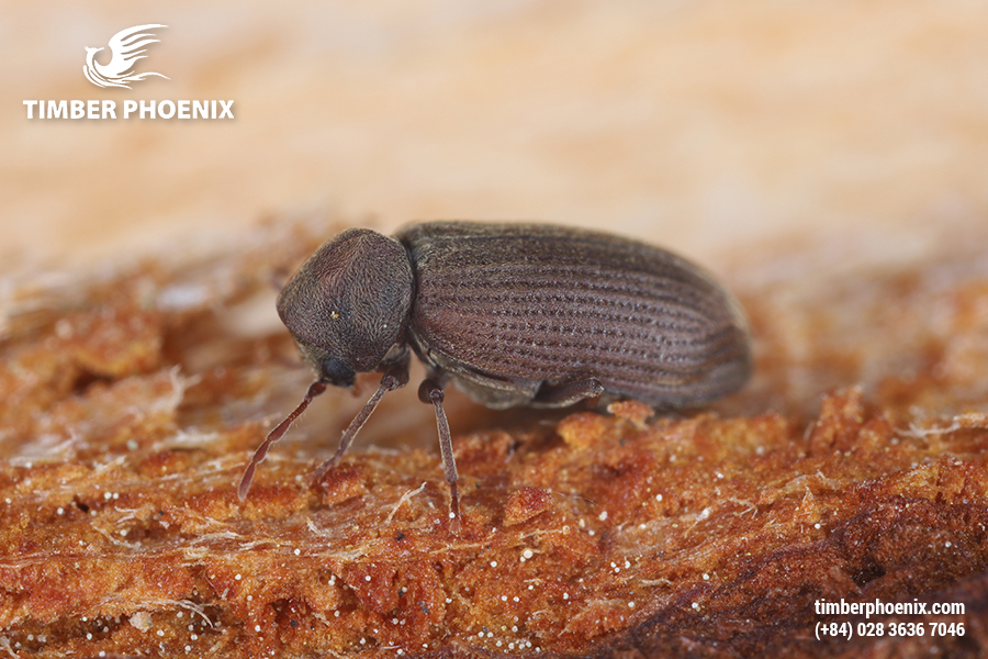 Tại sao gỗ bị mối mọt? Nguyên nhân và cách xử lý.