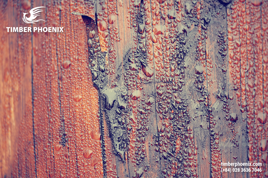 Tại sao gỗ bị mối mọt? Nguyên nhân và cách xử lý.