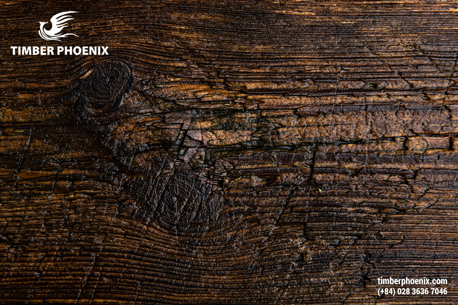 Tại sao gỗ bị mối mọt? Nguyên nhân và cách xử lý.