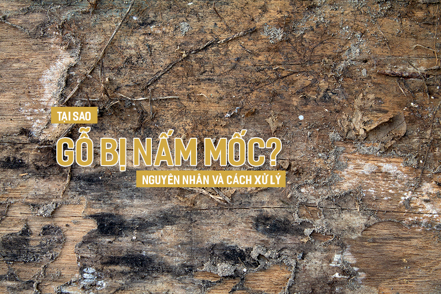 Tại sao gỗ bị nấm mốc? Nguyên nhân và cách xử lý.