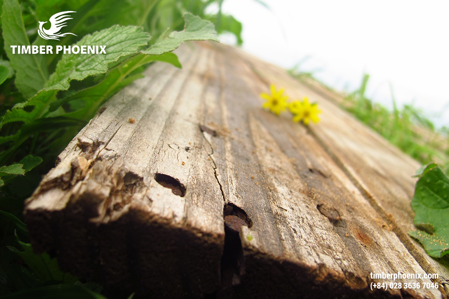 Tại sao gỗ bị suy giảm hiệu suất sử dụng? Nguyên nhân và cách xử lý.