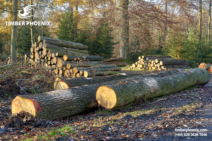 Tìm hiểu các bước trong quy trình chuẩn bị gỗ.